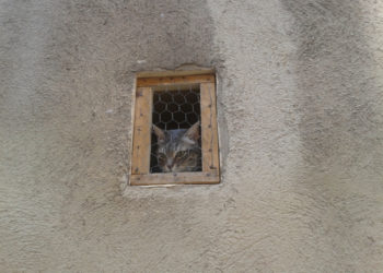 Adopter un animal à Marseille