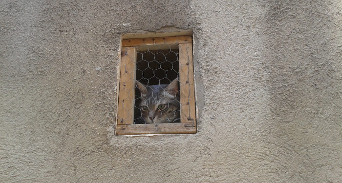 Adopter un animal à Marseille