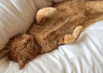 [SPA] Surchargé, le refuge de la Renaissance lance une "opération sauvetage" à Marseille