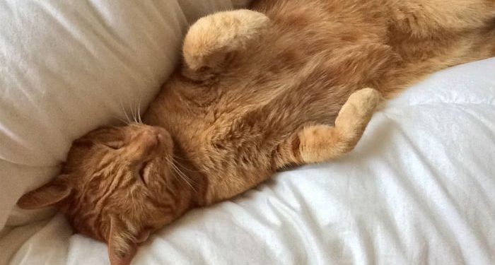 [SPA] Surchargé, le refuge de la Renaissance lance une "opération sauvetage" à Marseille