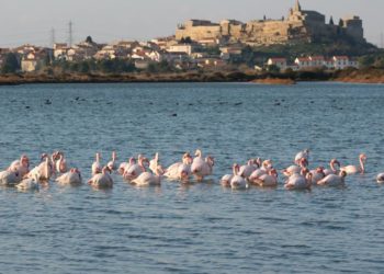 [Idée balade] Et si vous visitiez les salins de Fos-Sur-Mer ?