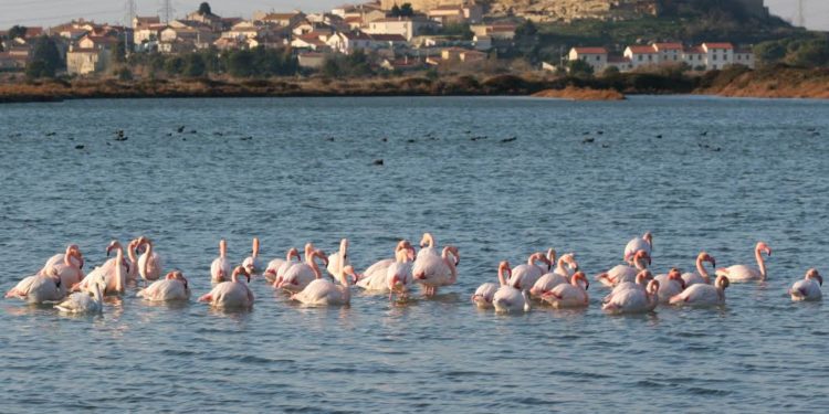 [Idée balade] Et si vous visitiez les salins de Fos-Sur-Mer ?