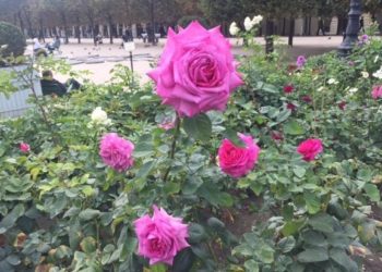 [Agenda] Où sont les plus belles fleurs de la ville ?