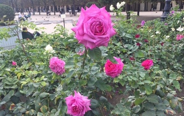 [Agenda] Où sont les plus belles fleurs de la ville ?