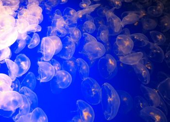 Et si la Mer sauvait la Terre ? Les espoirs de l’économie bleue en débat aux Assises de la Mer à Marseille