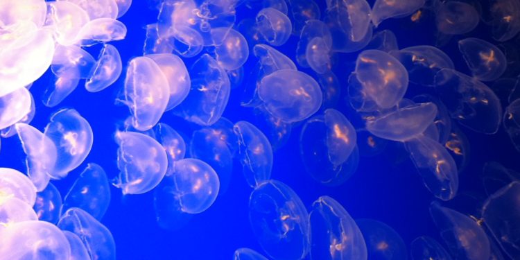 Et si la Mer sauvait la Terre ? Les espoirs de l’économie bleue en débat aux Assises de la Mer à Marseille