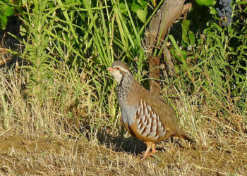 perdrix luberon