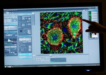 A l’assaut du cerveau, la biotech marseillaise Vect-Horus veut lever encore plusieurs millions