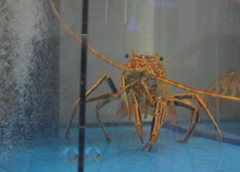 Après le transport des homards vivants, Emyg décroche un important contrat aux USA