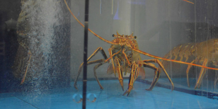 Après le transport des homards vivants, Emyg décroche un important contrat aux USA