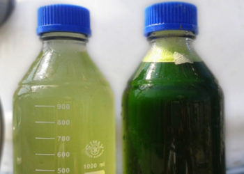 algues coldep vasco 2