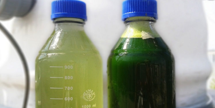 algues coldep vasco 2