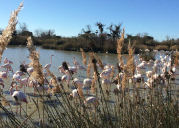 Egis sélectionné pour réaliser les études préalables au contournement autoroutier d'Arles