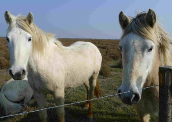 La Camargue obtient son SPôTT