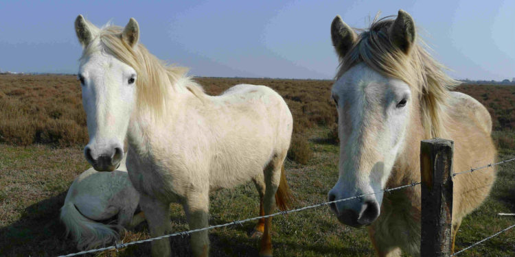 La Camargue obtient son SPôTT