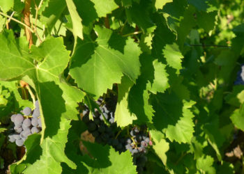 Illustration vignes (crédit: Archives Gomet')