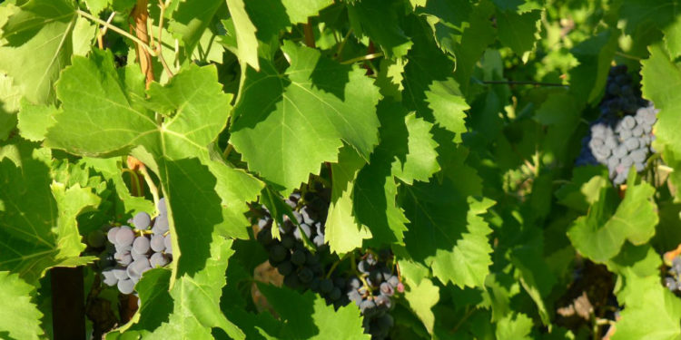 Illustration vignes (crédit: Archives Gomet')