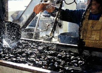 Le Département au chevet de la filière pêche de la Provence à Port-Saint-Louis-du-Rhône