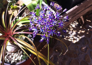 Derniers jours pour participer au concours de « Marseille en Fleurs »