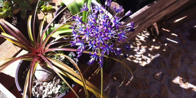 Derniers jours pour participer au concours de « Marseille en Fleurs »