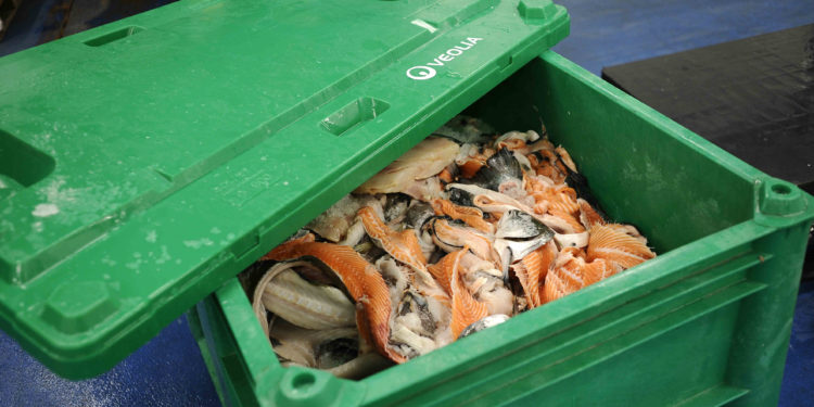 Veolia et Stef s’associent pour créer « Recyfish »