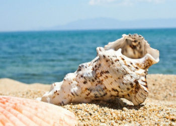 La récolte de coquillages suspendue en Camargue