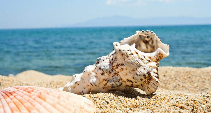 La récolte de coquillages suspendue en Camargue