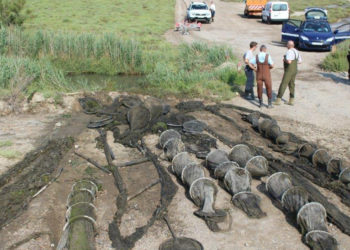 Une opération contre le braconnage des anguilles