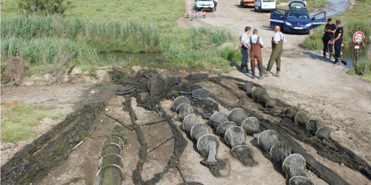 Une opération contre le braconnage des anguilles