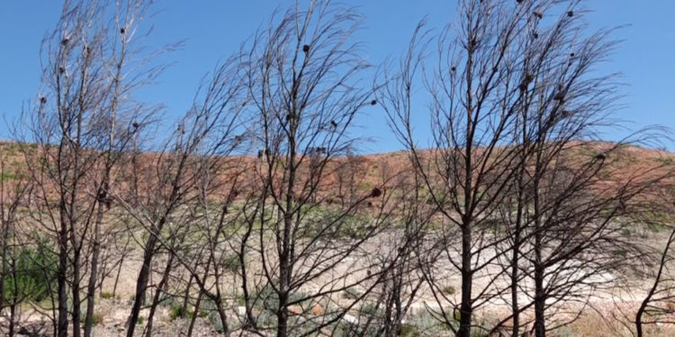 Sécheresse dans les Bouches-du-Rhône : vigilance accrue et mesures de restriction