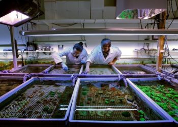 Coral Biome (Marseille Luminy) veut lever cinq millions dʼeuros