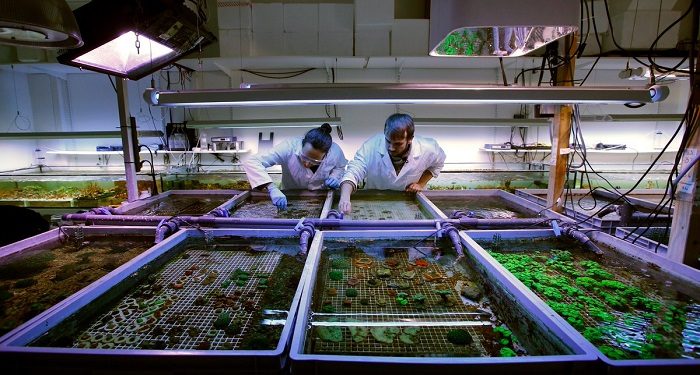 Coral Biome (Marseille Luminy) veut lever cinq millions dʼeuros