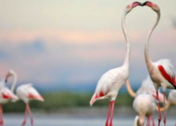 Le Festival de la Camargue 2018 lance son concours photo