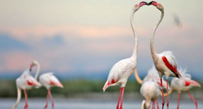 Le Festival de la Camargue 2018 lance son concours photo