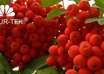 Natur-Tek s'installe à Marseille avec sa filiale Pharmaplants