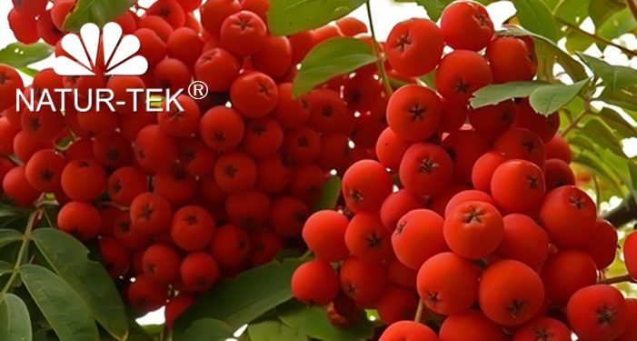 Natur-Tek s'installe à Marseille avec sa filiale Pharmaplants