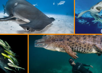 Plongée dans le 43e festival Aquatic sur le monde de l'image sous-marine