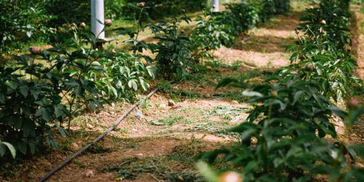 Agrivolta devient Ombrea et expose ses solutions au salon Vivatech