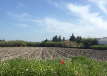 Gignac s'apprête à voir trois exploitants bio s'installer sur ces terres agricoles acquises par la Ville.