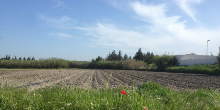 Gignac s'apprête à voir trois exploitants bio s'installer sur ces terres agricoles acquises par la Ville.