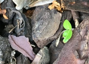 La com’ responsable : des grands principes aux bonnes pratiques…