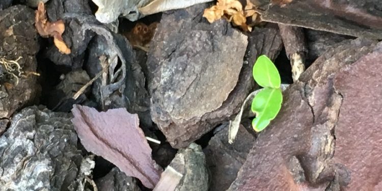 La com’ responsable : des grands principes aux bonnes pratiques…