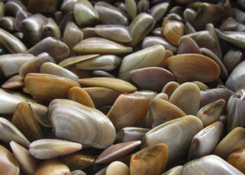 Saintes-Maries-de-la-Mer : la pêche et la vente des coquillages suspendue