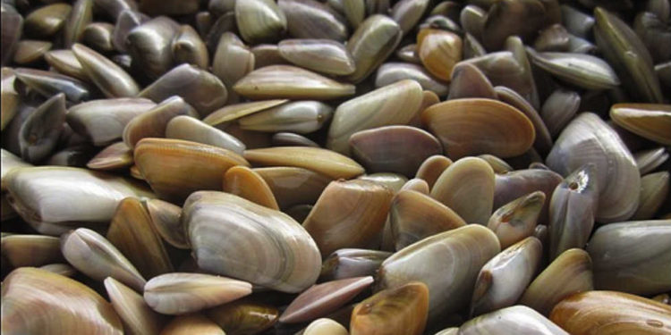 Saintes-Maries-de-la-Mer : la pêche et la vente des coquillages suspendue