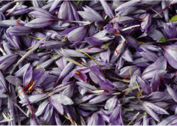 Safran, l’or rouge se cultive à deux pas de chez vous