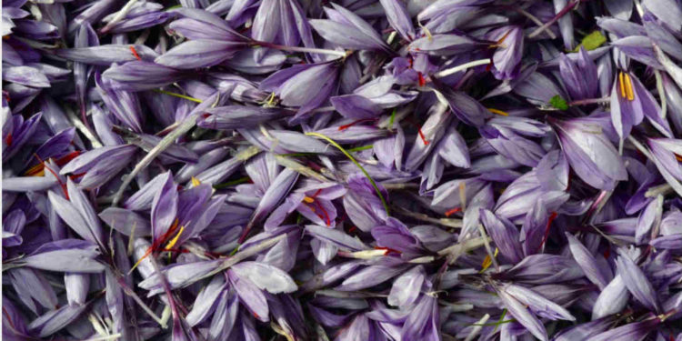 Safran, l’or rouge se cultive à deux pas de chez vous