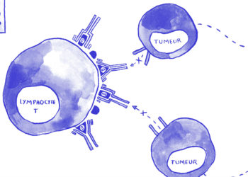 Illustration : Flore Avram pour l'Inserm