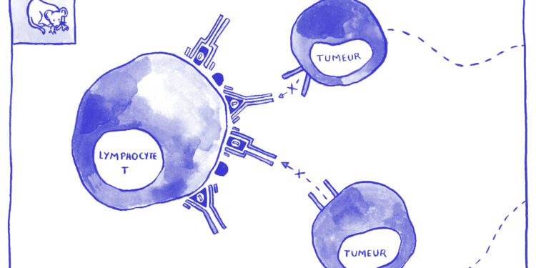 Illustration : Flore Avram pour l'Inserm