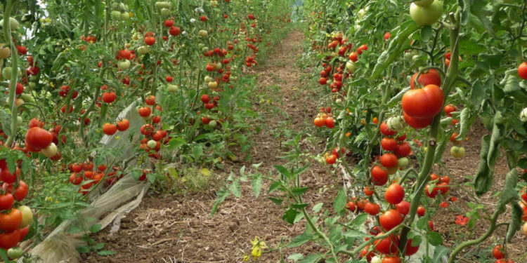 Les exportations régionales de produits agricoles se sont élevées à 2,7 milliards d’euros en 2018