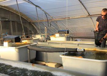 Le projet de ferme aquacole de l’Institut Paul Ricard se fera, à l’Estaque ou ailleurs